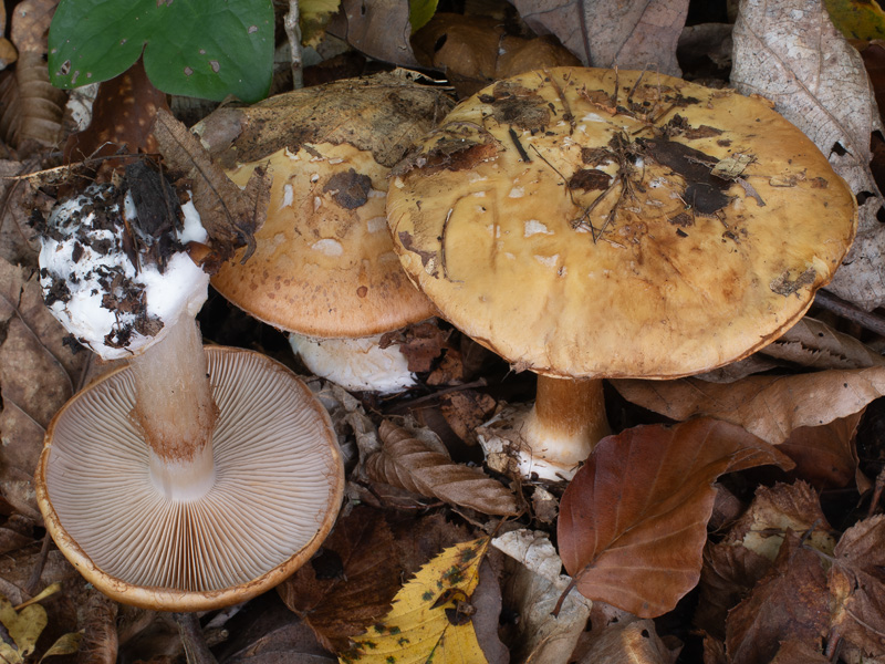 Cortinarius saporatus